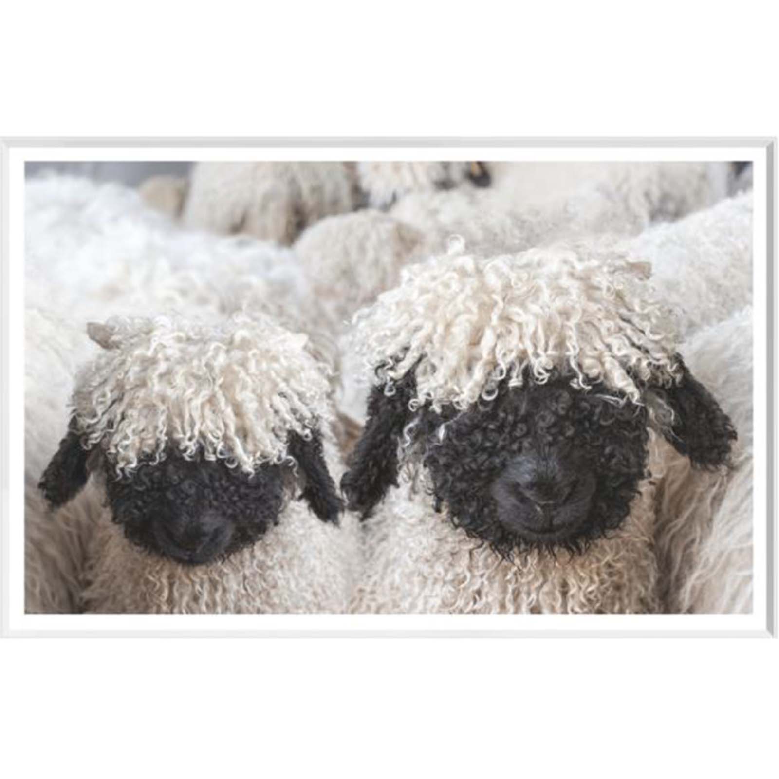 Modern Farmhouse - Valais Blacknosed Sheep