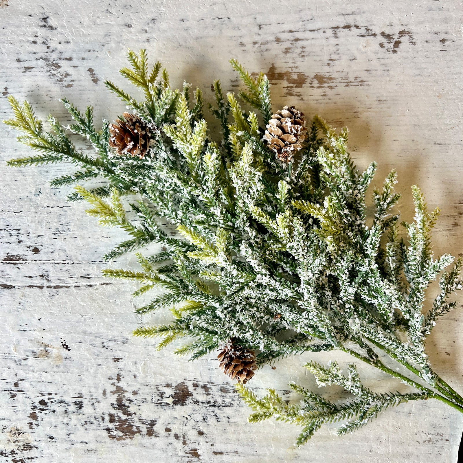 Snowy Juniper Stem