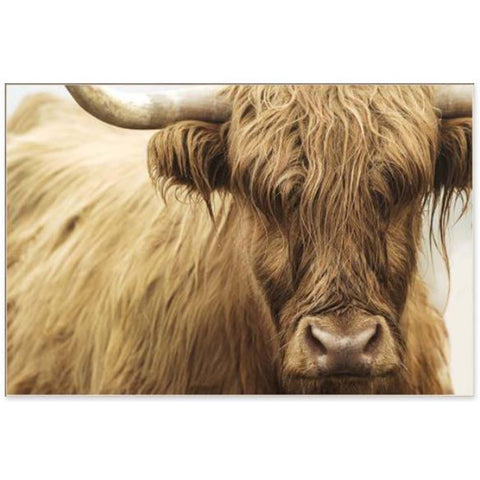 Highland Cattle III