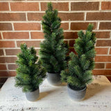 Potted Pine Tree