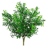 Boxwood Bush