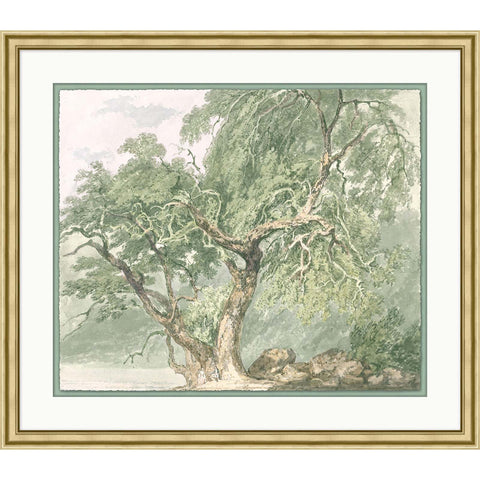 Tree Illustration