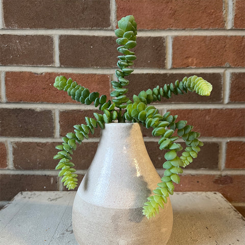 9" Donkey Tail Pick - Green/Grey