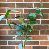 35" Eucalyptus Spray