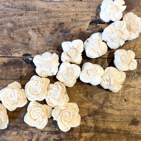 Dried Shell Flowers