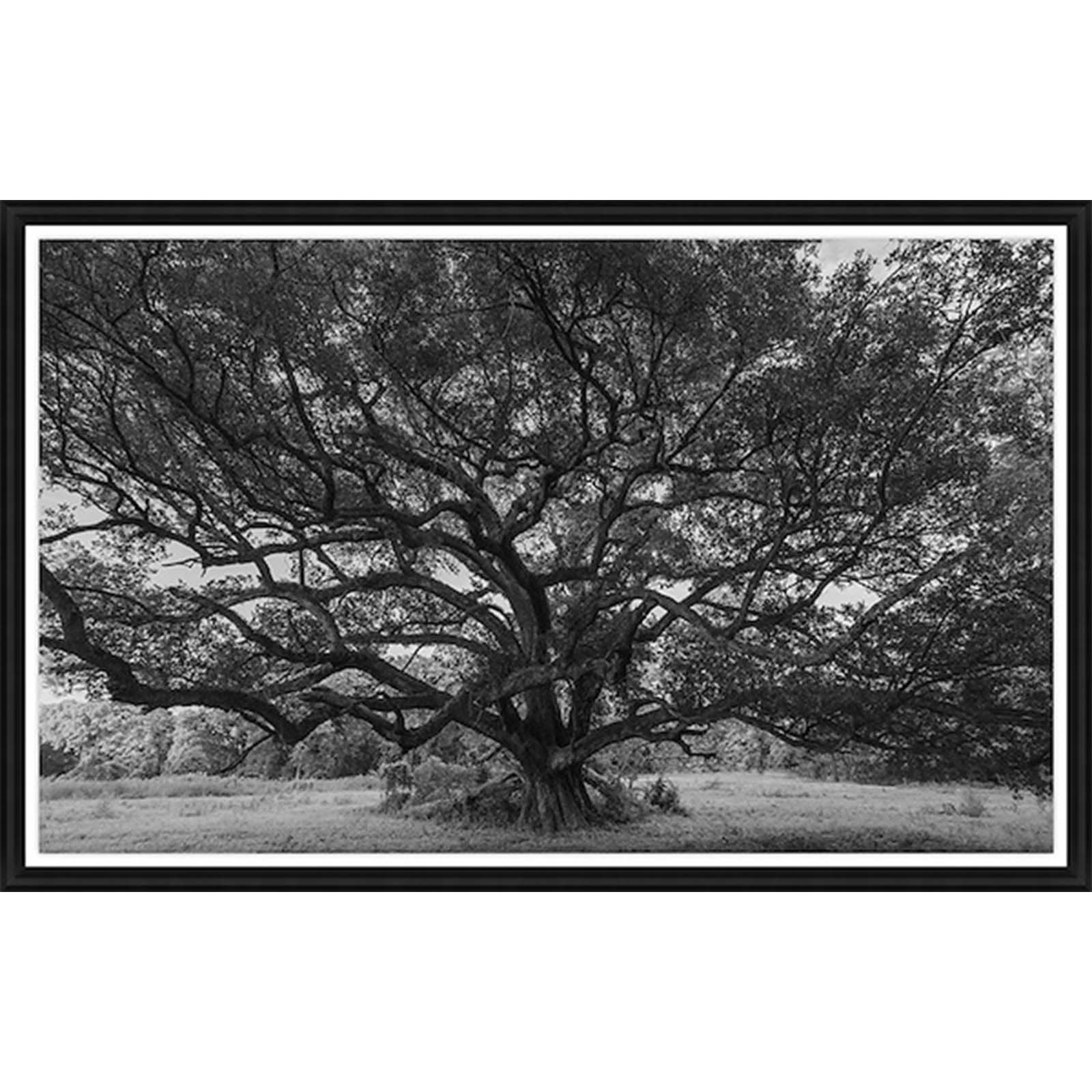 Oak at Windsor Ruins