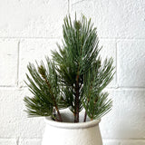 Green Pine Spray