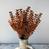 Astilbe Brush - Pumpkin