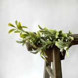 Mistletoe Stem