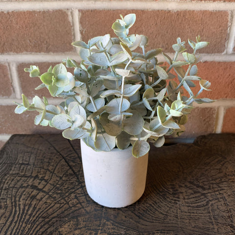 Boxwood In Cement Pot