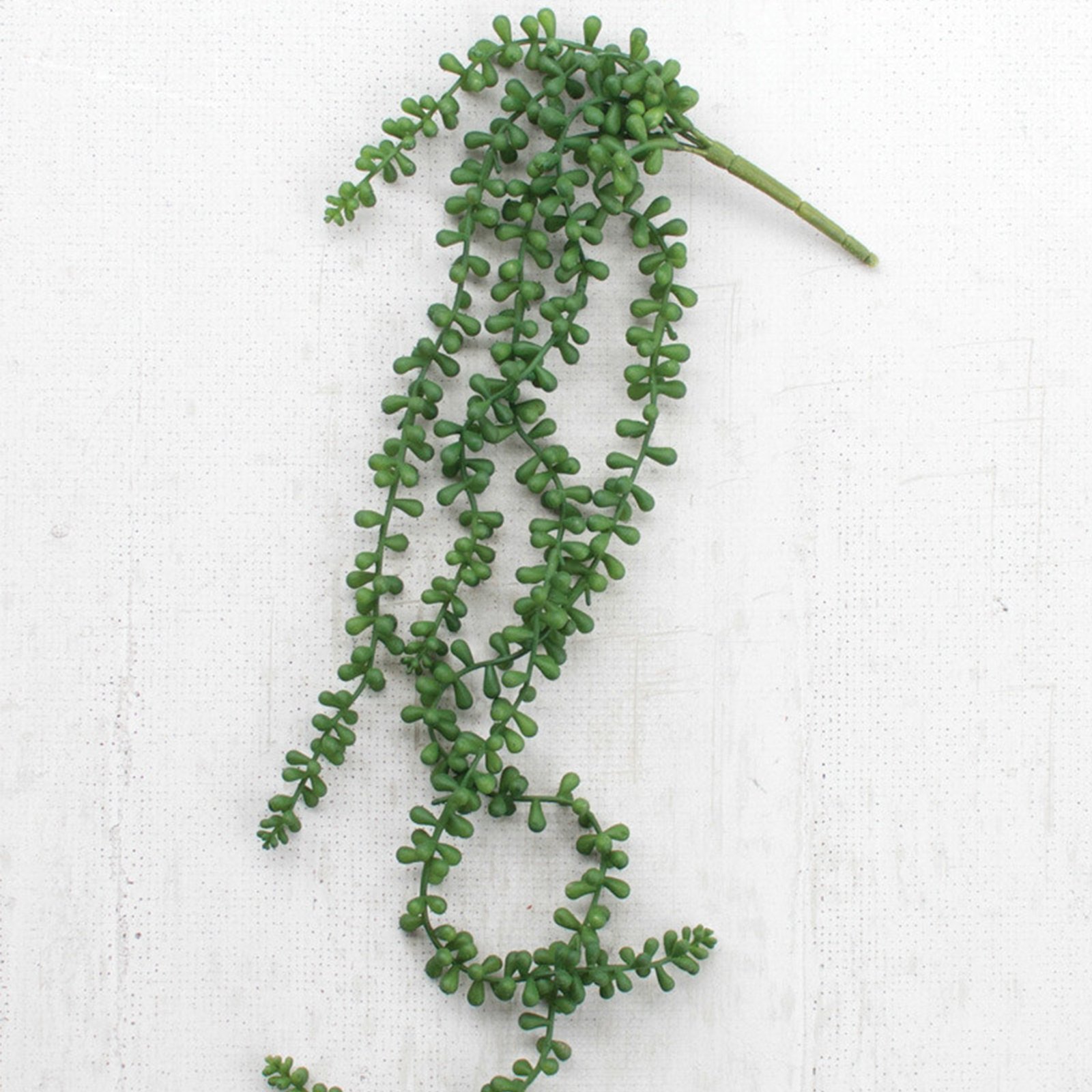 Necklace Fern Succulent