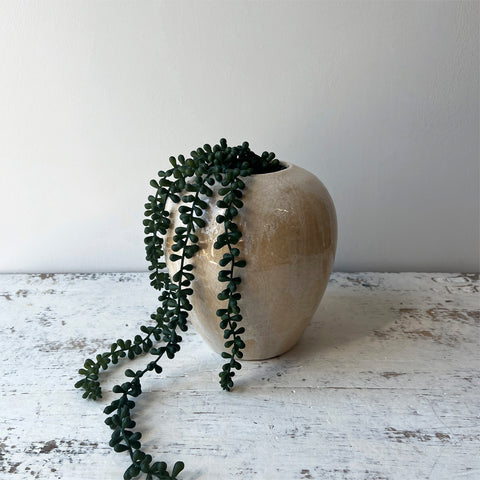 Necklace Fern Succulent