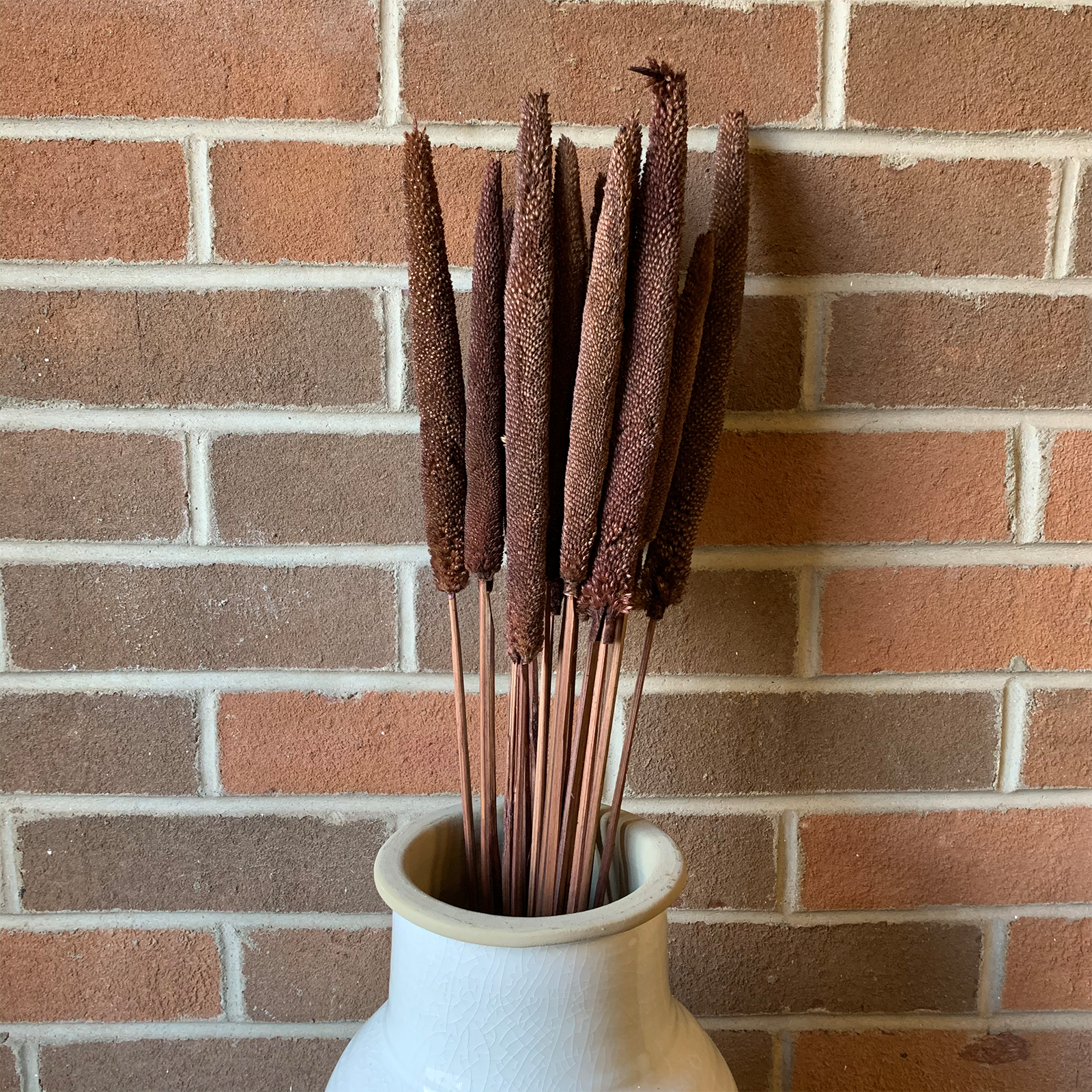 Dried Bundled Cattails