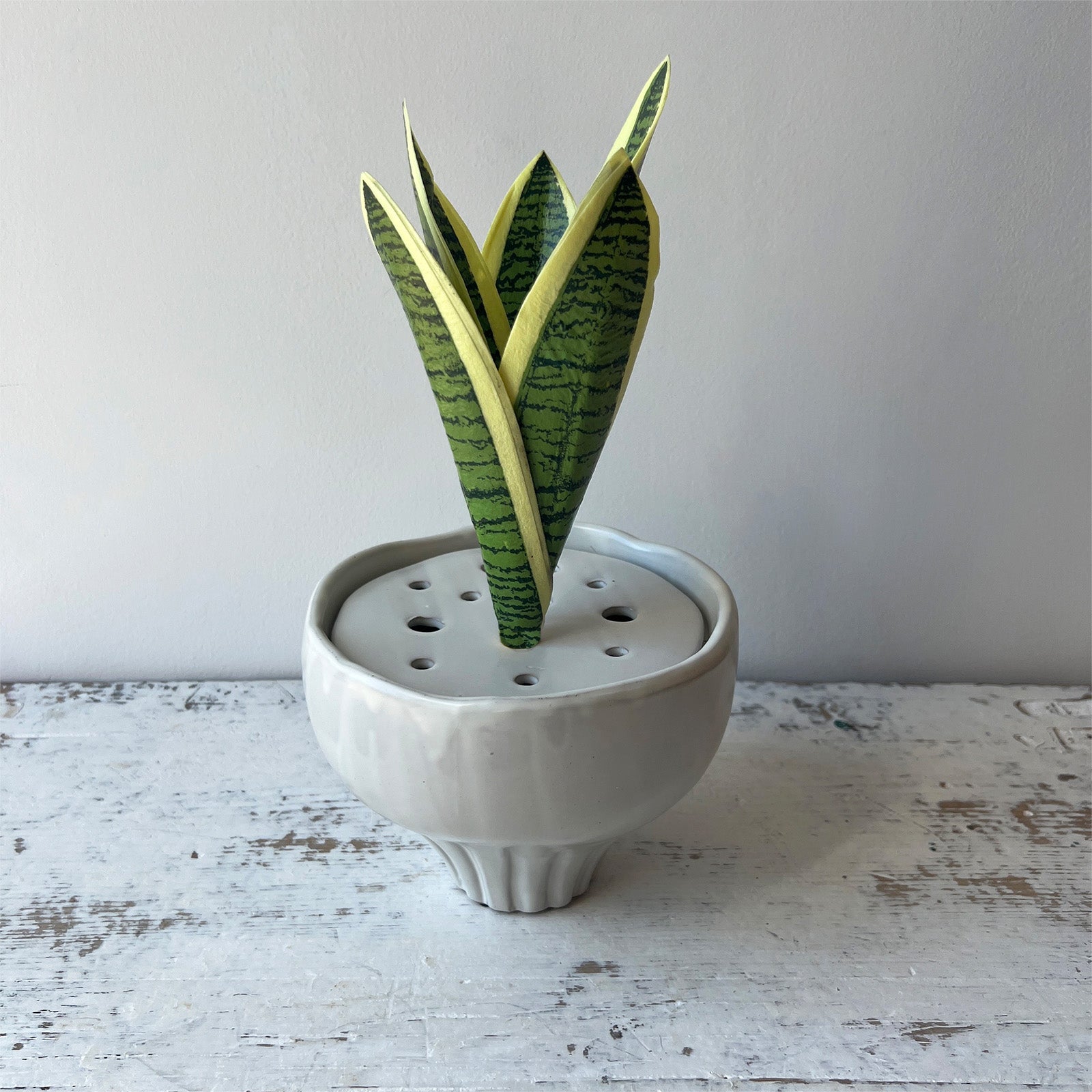 Sansevieria Plant