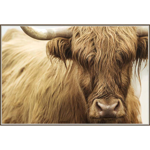 Highland Cattle III