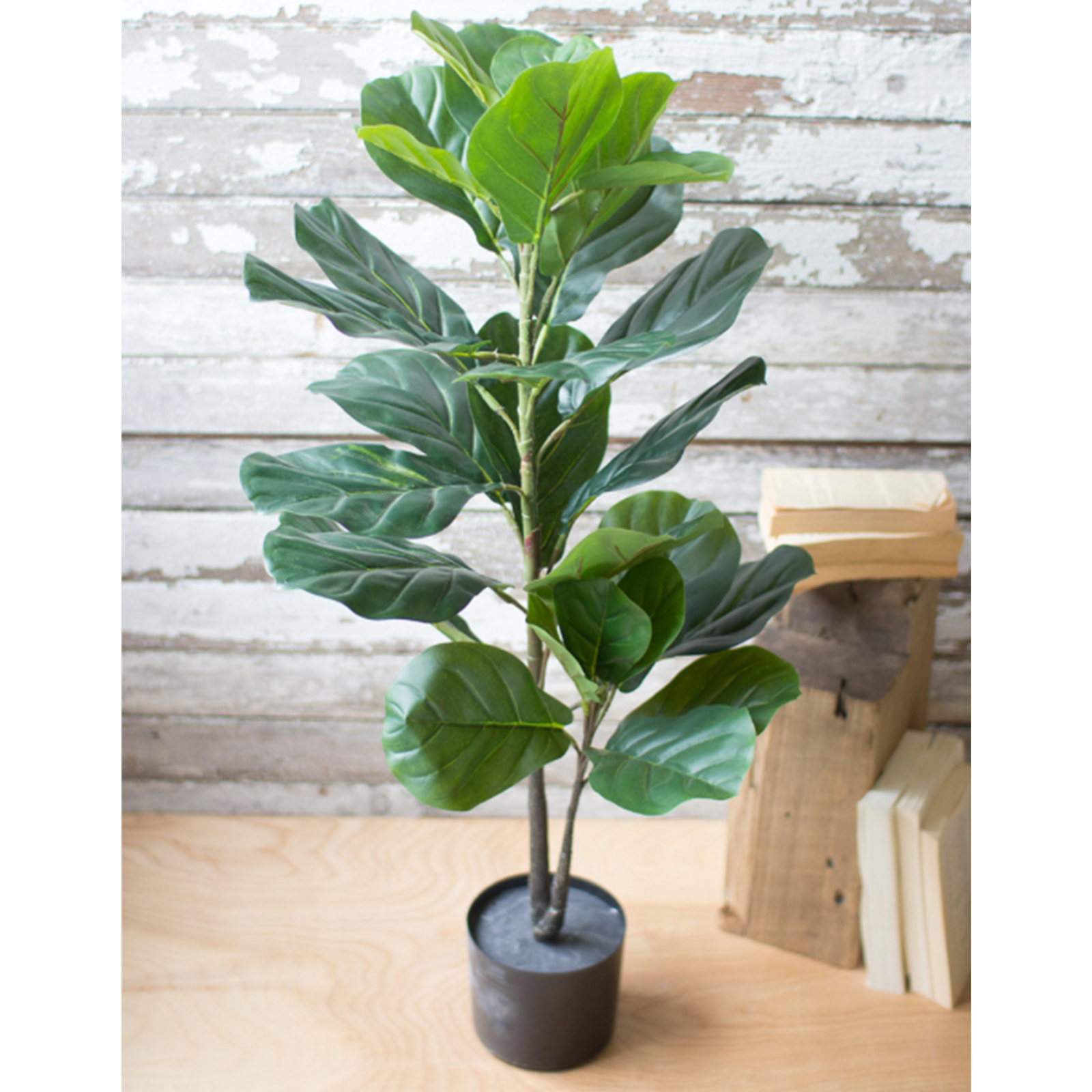 Potted Fiddle Leaf Fig