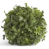 Boxwood Ball