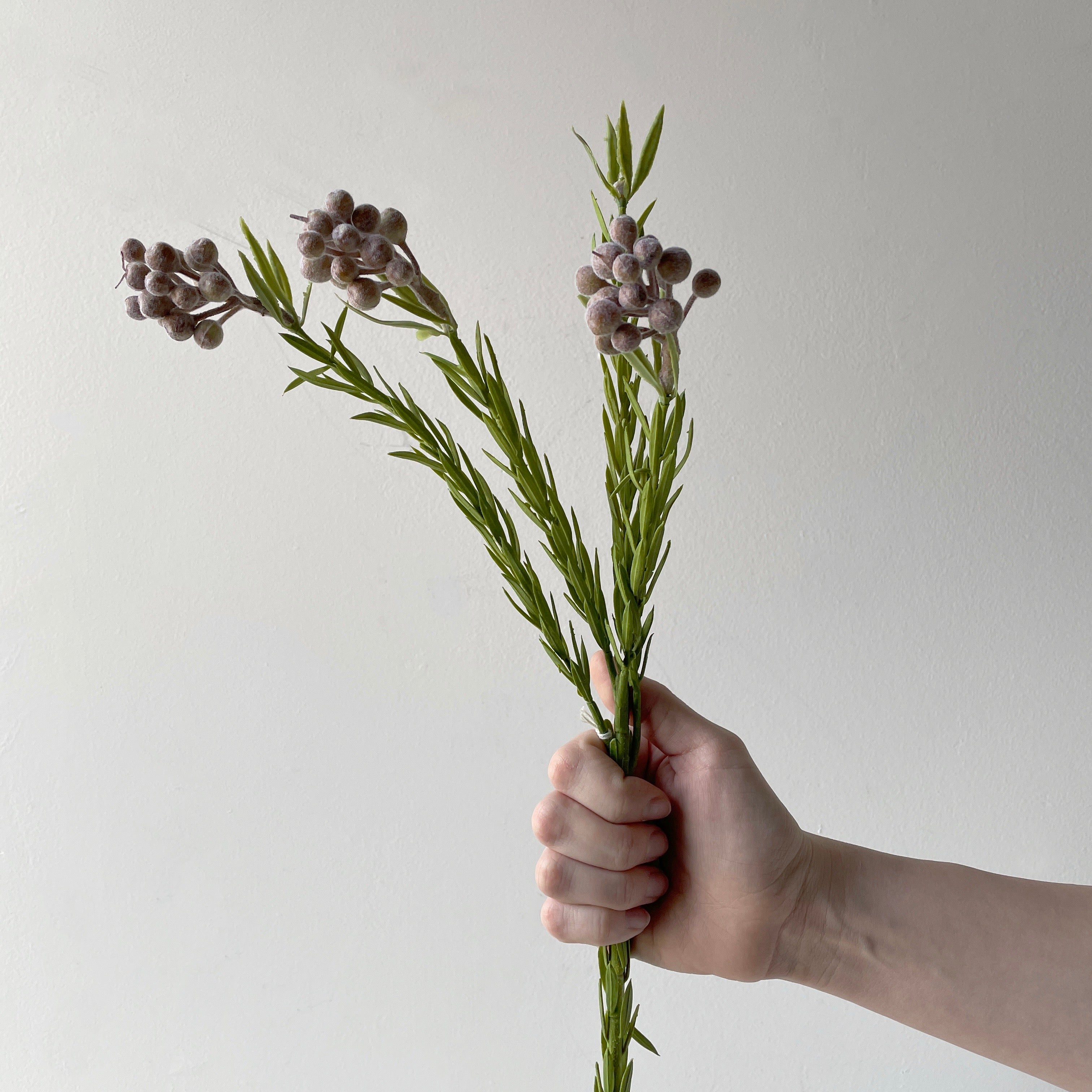 Leucadendron Berry Spray