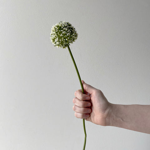 Allium Spray