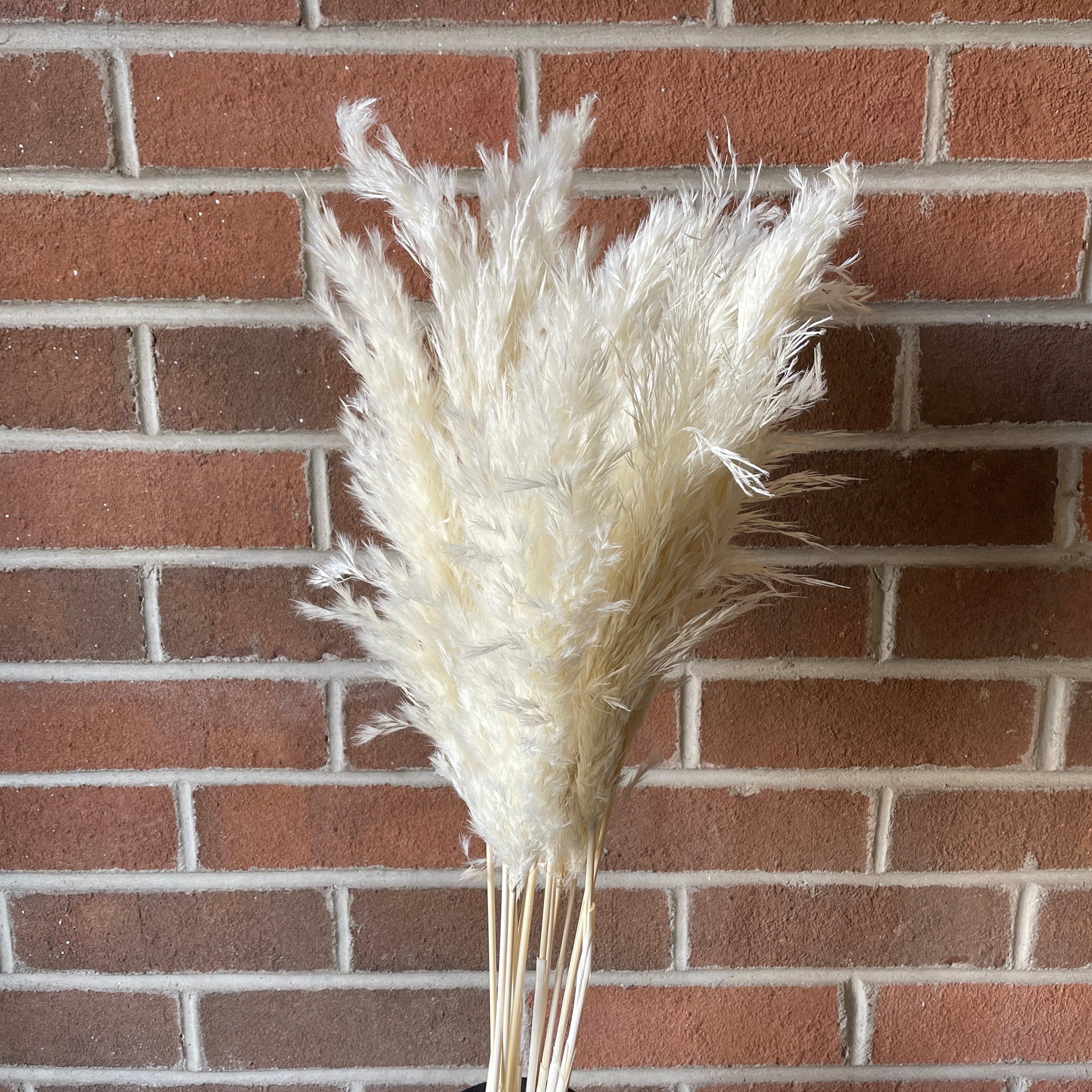 Bundle of White Pampas Grass