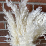 Bundle of White Pampas Grass