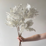 White Foam Flower