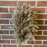 Bundle of Pampas Grass