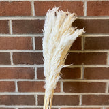 Bundle of White Pampas Grass