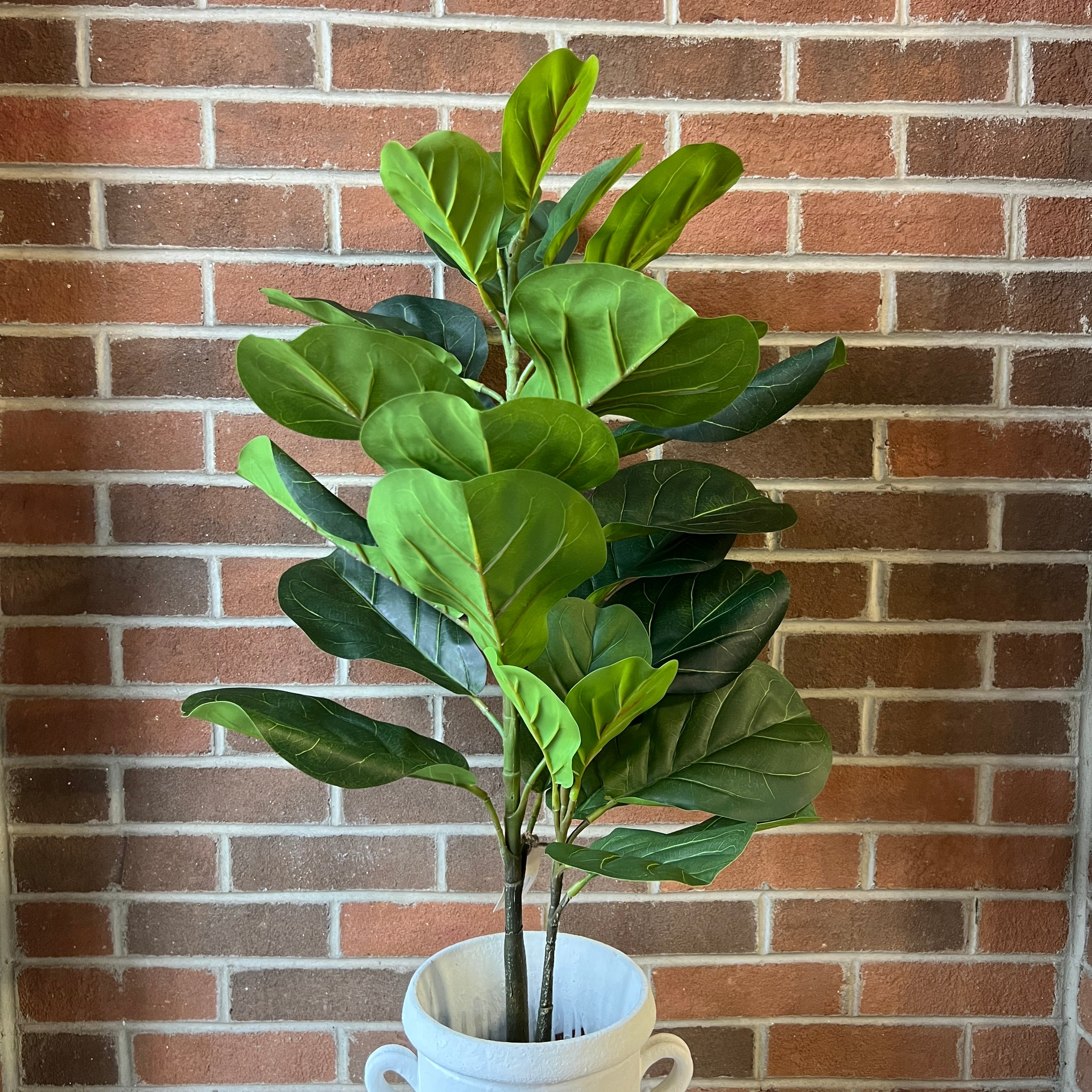 Potted Fiddle Leaf Fig