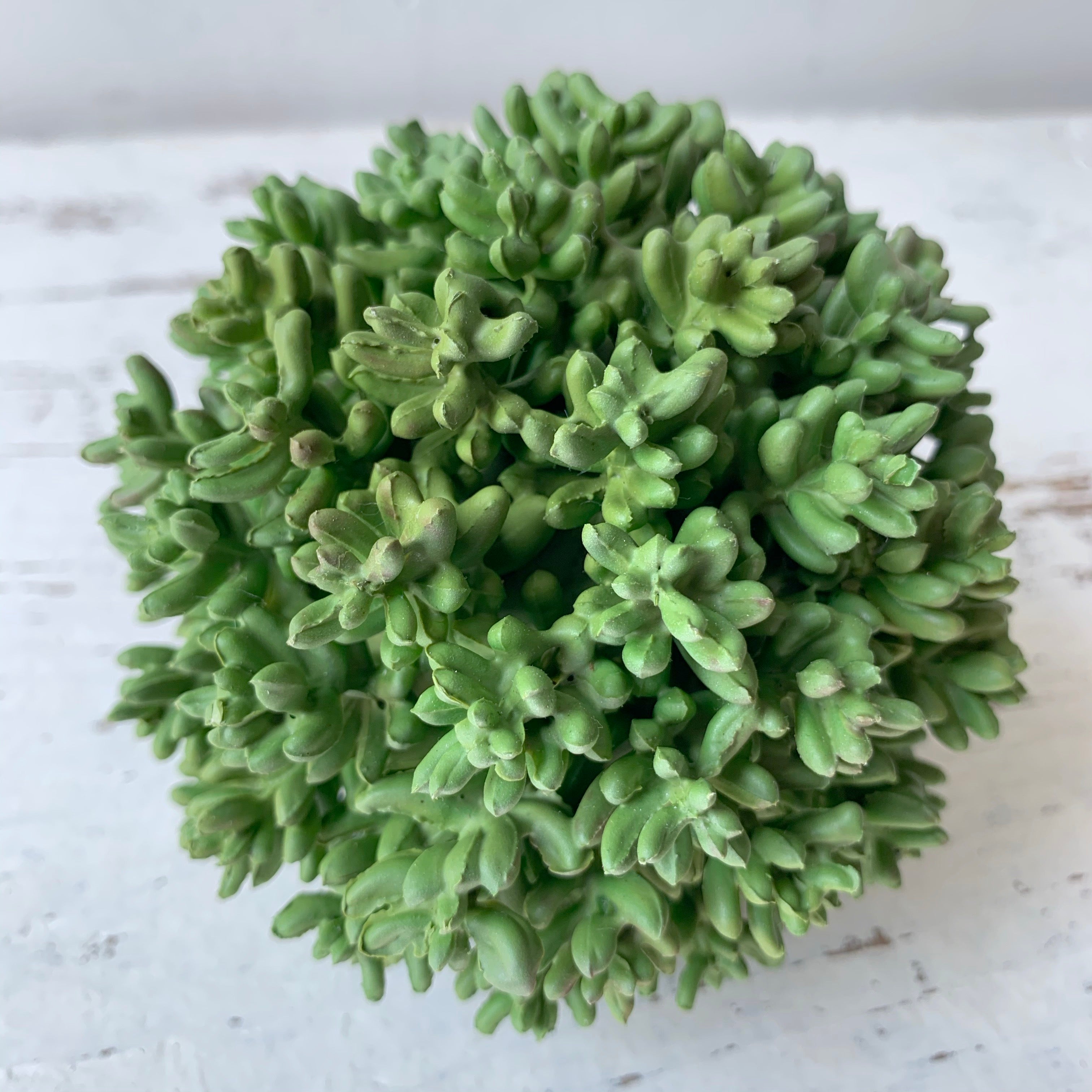 4.5" Succulent Orb